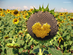 Картинка цветы подсолнухи