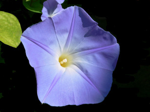 Картинка цветы вьюнки ипомеи