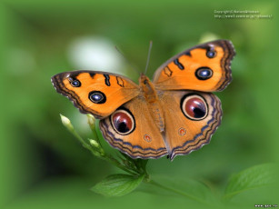 Картинка животные бабочки