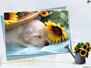 Картинка животные собаки