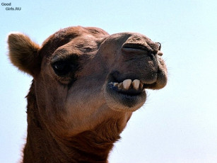 Картинка животные верблюды