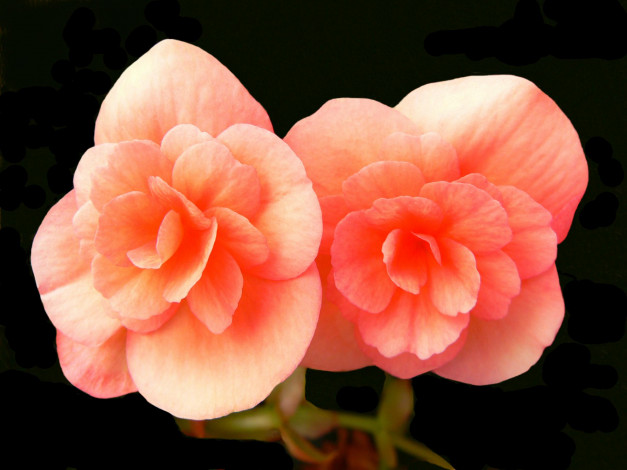 Обои картинки фото цветы, бегония