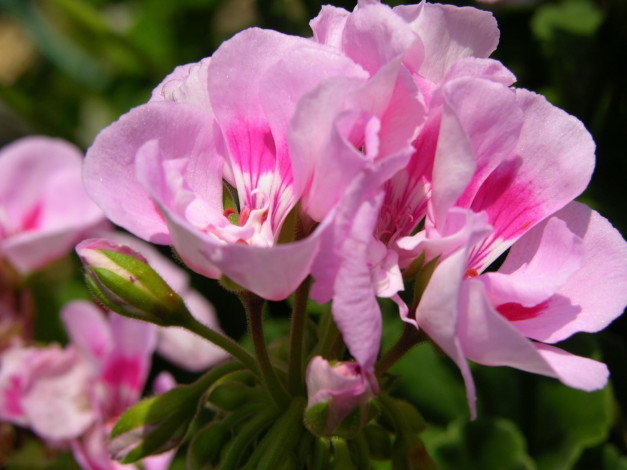 Обои картинки фото цветы, герань