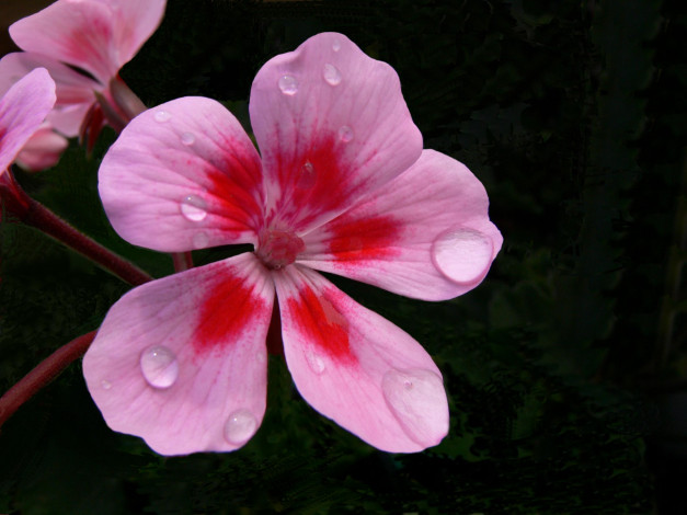 Обои картинки фото цветы, герань