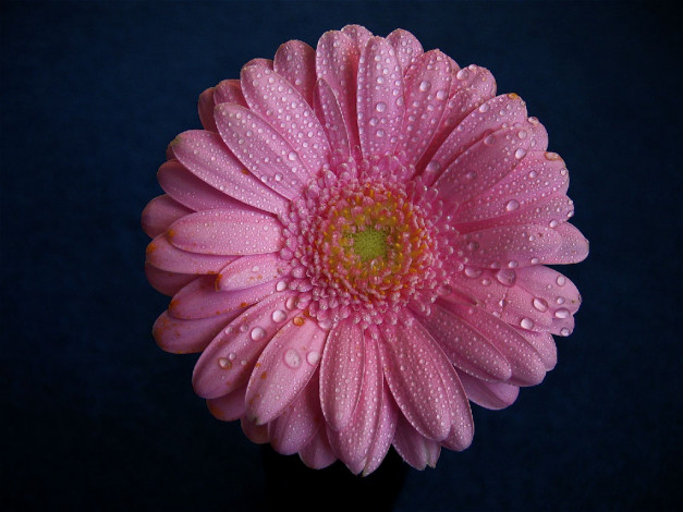 Обои картинки фото цветы, герберы