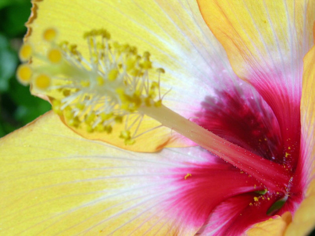 Обои картинки фото цветы, гибискусы