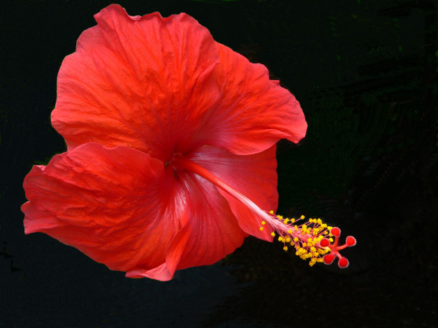 Обои картинки фото цветы, гибискусы