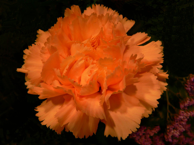 Обои картинки фото цветы, гвоздики