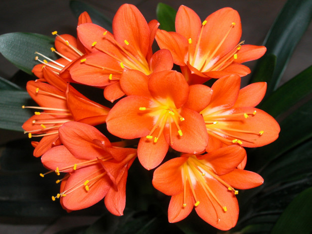 Обои картинки фото цветы, кливия