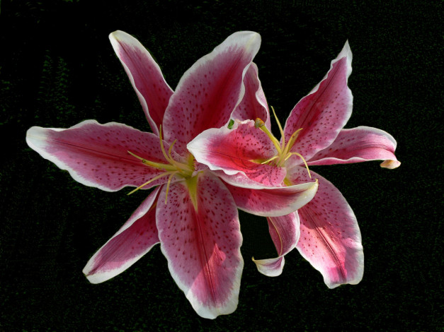 Обои картинки фото цветы, лилии, лилейники