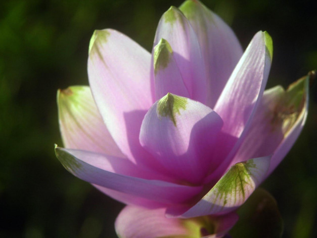 Обои картинки фото цветы, лотосы