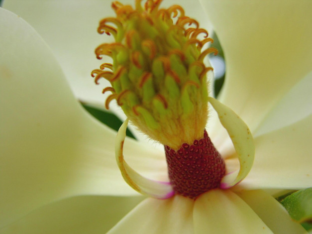 Обои картинки фото цветы, магнолии