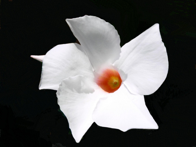 Обои картинки фото цветы, олеандры