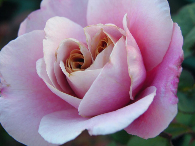 Обои картинки фото цветы, розы