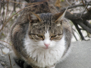 Картинка животные коты