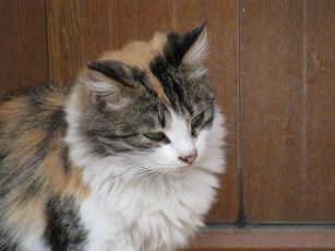 Картинка животные коты