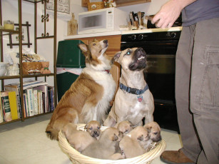 Картинка животные собаки