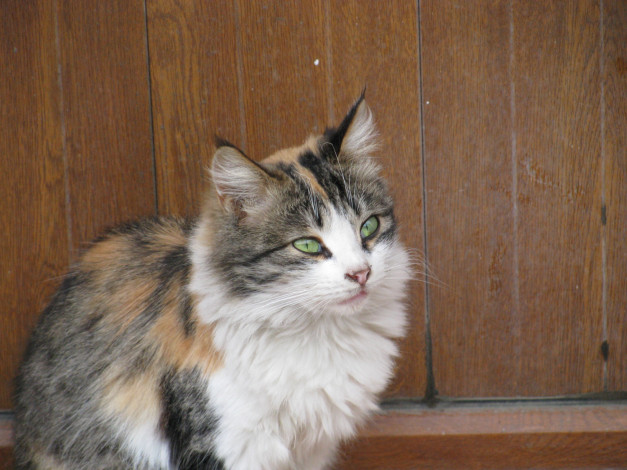 Обои картинки фото животные, коты