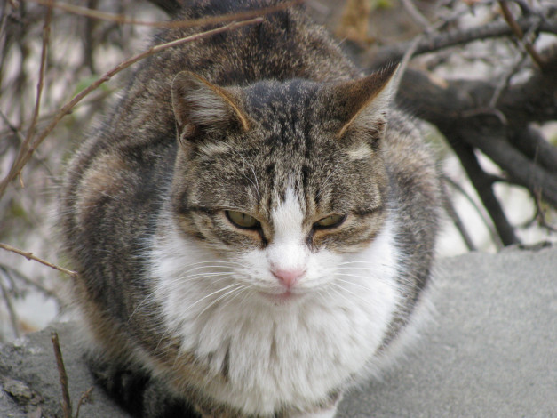 Обои картинки фото животные, коты