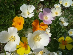 Картинка цветы эшшольция