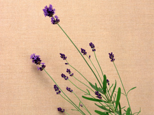 Картинка цветы лаванда