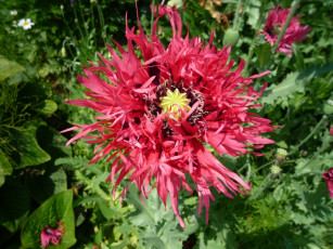 Картинка цветы маки