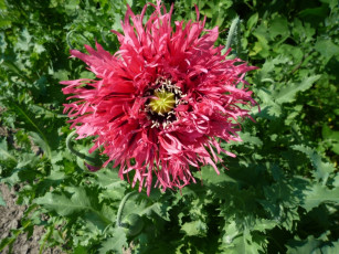 Картинка цветы маки