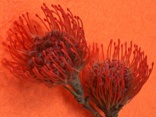 Картинка цветы протея