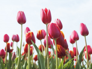 Картинка цветы тюльпаны