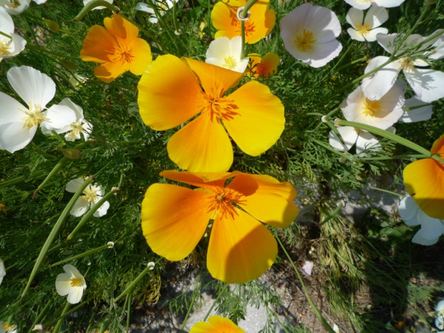 Обои картинки фото цветы, эшшольция