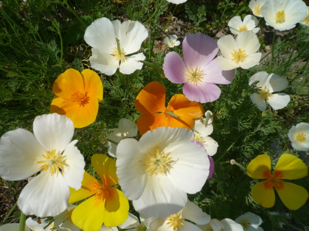 Обои картинки фото цветы, эшшольция