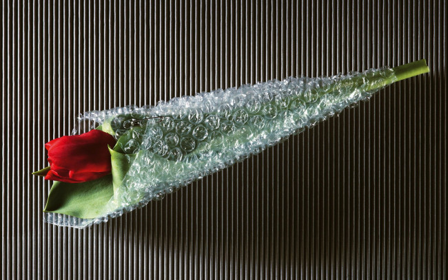 Обои картинки фото цветы, тюльпаны