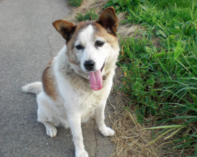 Картинка животные собаки