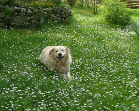 Картинка животные собаки