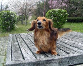 Картинка животные собаки