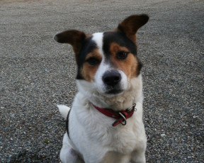 Картинка животные собаки