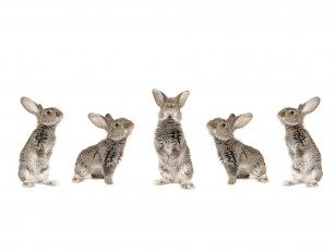 Картинка животные кролики зайцы