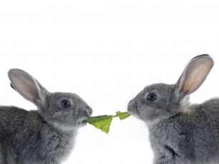 Картинка животные кролики зайцы