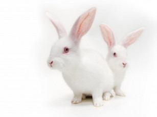 Картинка животные кролики зайцы