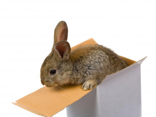 Картинка животные кролики зайцы