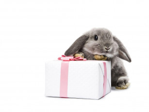 Картинка животные кролики зайцы