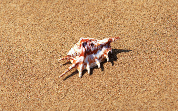 Картинка разное ракушки кораллы декоративные spa камни