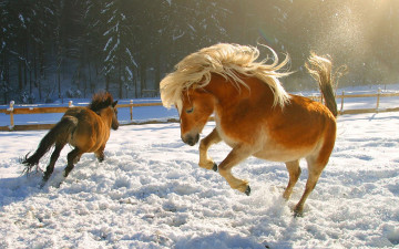 Картинка животные лошади