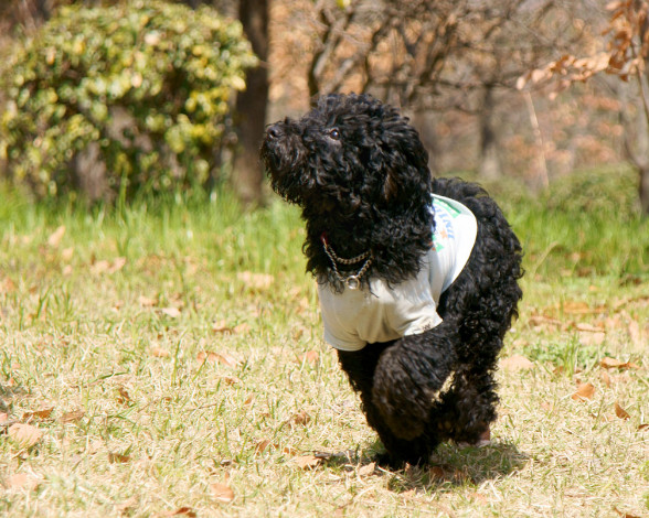 Обои картинки фото животные, собаки