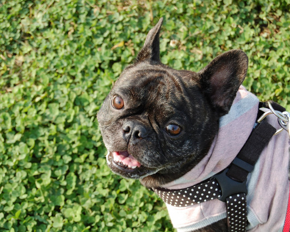 Обои картинки фото животные, собаки