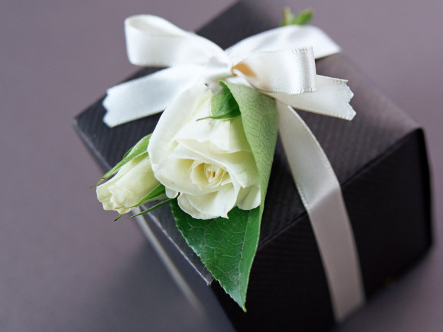 Обои картинки фото цветы, розы