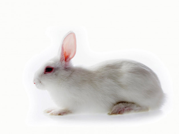 Обои картинки фото животные, кролики, зайцы