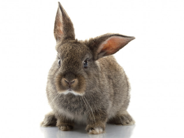 Обои картинки фото животные, кролики, зайцы