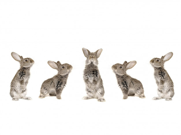 Обои картинки фото животные, кролики, зайцы