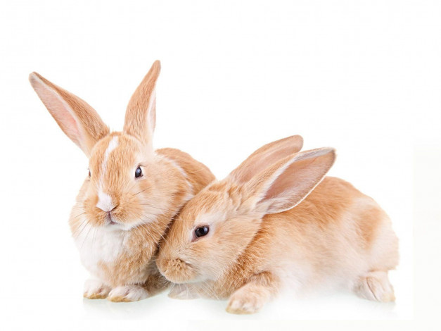 Обои картинки фото животные, кролики, зайцы